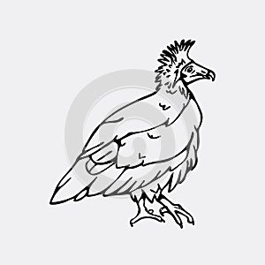 Hand-drawn pencil graphics, vulture, eagle, osprey, falcon, hawk