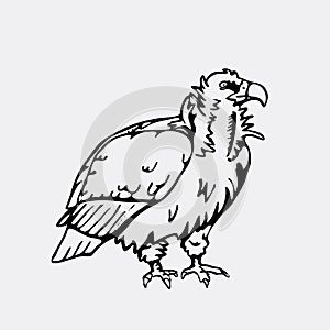 Hand-drawn pencil graphics, vulture, eagle, osprey, falcon, hawk