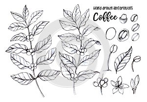 Hand drawn pencil illustrations. Coffee tree and coffee beans. H