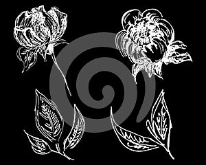 Hand drawn peonies set isolated on black background. Creative luxury fashion logotype concept icons. Hand Drawn vector