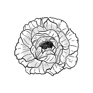 Hand drawn peony flower isolated on white background. Decorative vector sketch illustration. Floral line art concept