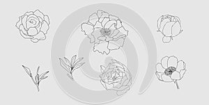 Hand drawn peony flower set in Doodle style. Black contour flower. Vector illustration