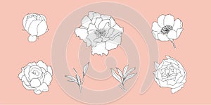 Hand drawn peony flower set in Doodle style. Black and white flower collection. Vector illustration