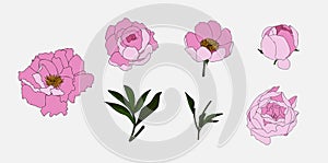 Hand drawn peony flower set in doodle style. Pink flower collection. Vector illustration