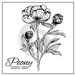 Hand drawn peony flower. Vector, transparent, isolated on white background. Bloomimg peony for design, printing, botany