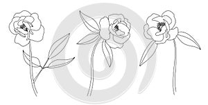 Hand drawn peony flowers and leaves set. Outline floral collection