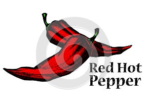 Hand drawn peppers. Advertising illustration. photo