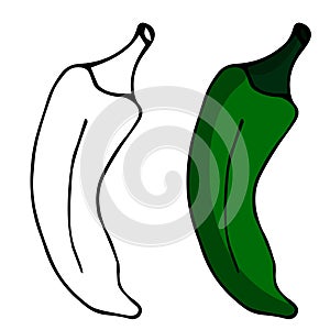 Hand drawn peppers, sliced peppers. for decoration in winter and autumn. green pepper. Doodle vector illustration.