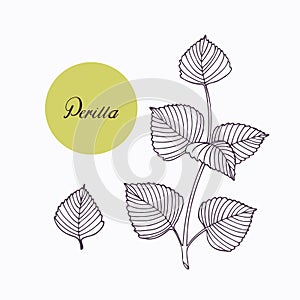 Hand drawn perilla herb branch with leaves