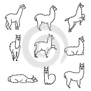 Hand drawn Peru animal guanaco, alpaca, vicuna.