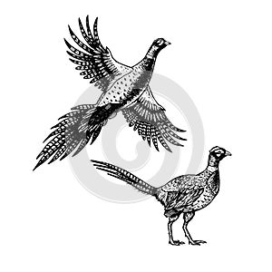 Hand drawn pheasant. Skethes of birds. Vector vintage illustration. photo