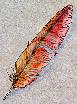 Hand drawn phoenix feather