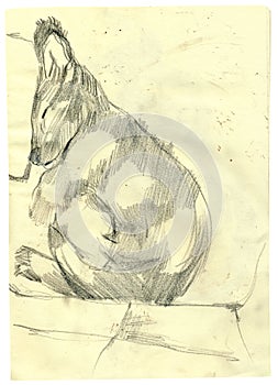 An hand drawn picture, illustration - an DOG