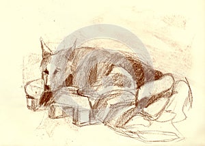 An hand drawn picture, illustration - an DOG