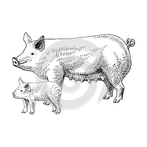 Hand drawn pig and piglet