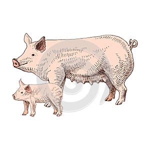 Hand drawn pig and piglet