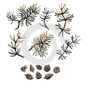 Hand drawn pine branches and cone set, clip art, isolated, watercolor realistic illustration. Woodland clipart