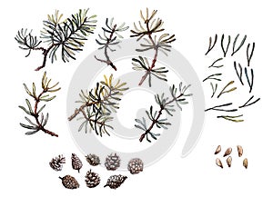 Hand drawn pine branches, needles and cone set, clip art, isolated, watercolor realistic illustration. Woodland clipart