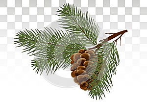 Hand drawn Pine cone and fir tree. Botanical drawn vector illustration. Isolated xmas pinecones. for greeting