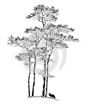 Hand drawn PINE TREE, sketch.