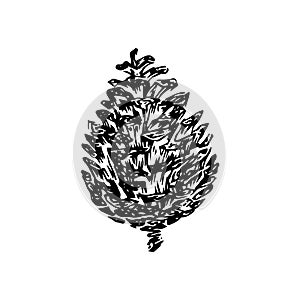 Hand drawn pinecone vector illustration. Linocut pine or fir cone decorative graphic image. Stylized monochrome black isolated on