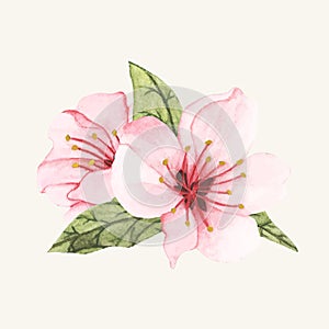 Hand drawn pink cheery blossom flower