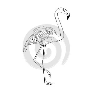 Hand drawn pink flamingo, colorful sketch style vector illustration isolated on white background. Hand drawing of pink