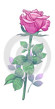 Hand drawn Pink  Rose Bud  with Leaves