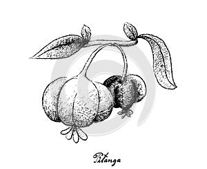 Hand Drawn of Pitanga Fruits on White Background photo