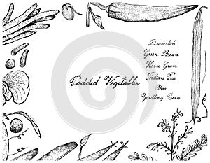 Hand Drawn of Podded Vegetables Frame on White Background