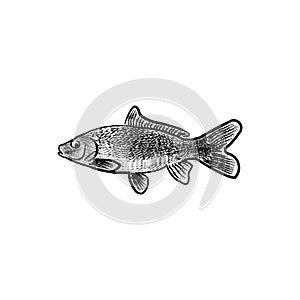 Hand Drawn Poke fish Logo Ideas. Inspiration logo design. Template Vector Illustration. Isolated On White Background