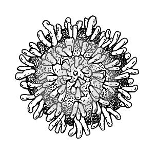 Hand drawn polio virus isolated on white background. Realistic detailed scientifical vector illustration in sketch stile