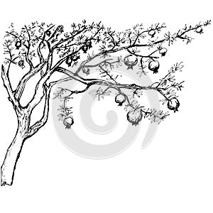 Hand drawn pomegranate tree