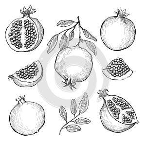 Hand drawn pomegranates