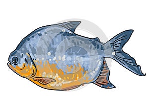 Hand drawn Pomfret fish vector illustration