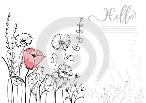 Hand drawn poppy blossom with black line