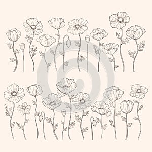 Hand drawn poppy flowers set. Poppies plant flower line art. Papaver rhoeas, Common poppy plant