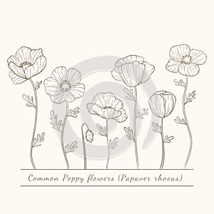 Hand drawn poppy flowers set. Poppies plant flower line art. Papaver rhoeas, Common poppy plant