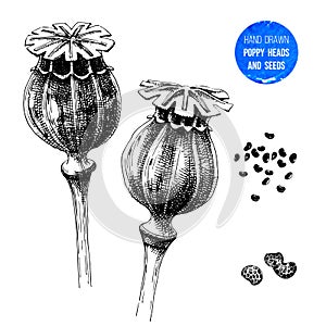 Hand drawn poppy heads and seeds