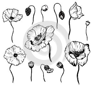 Hand drawn poppy set. Black and white graphic isolated element
