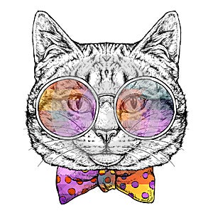 Hand drawn portrait of Cat in glasses with bow tie. Vector illustration isolated on white