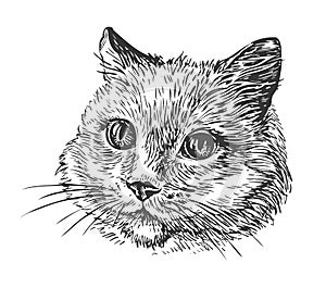 Hand-drawn portrait of cat. Sketch vector illustration