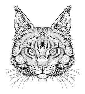 Dipinto a mano ritratto Carino gatto . vettore illustrazioni su bianco 