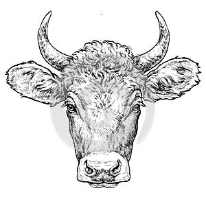 Hand drawn portrait of cute Cow.