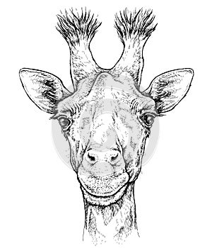 Hand drawn portrait of cute Giraffe. Vector illustration isolated on white