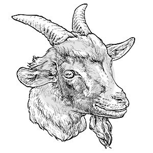Hand drawn portrait of cute Goat