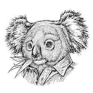 Dipinto a mano ritratto un orso. vettore illustrazioni su bianco 