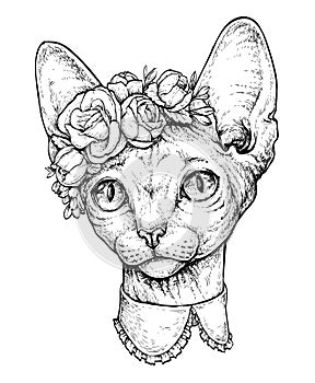 Dipinto mano ritratto Carino sfinge gatto ghirlanda sul Testa. vettore illustrazioni su bianco 