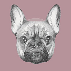 Hand drawn portrait of French Bulldog.