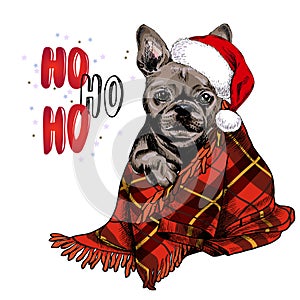 Hand drawn portrait of french bulldog dog wearing santa hat and plaid blanket. Vector Christmas poster. Xmas greeting